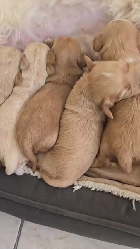 Maltipoo dogs for sale: Maltipoo Puppies – 3 Girls & 3 Boys - Video 1