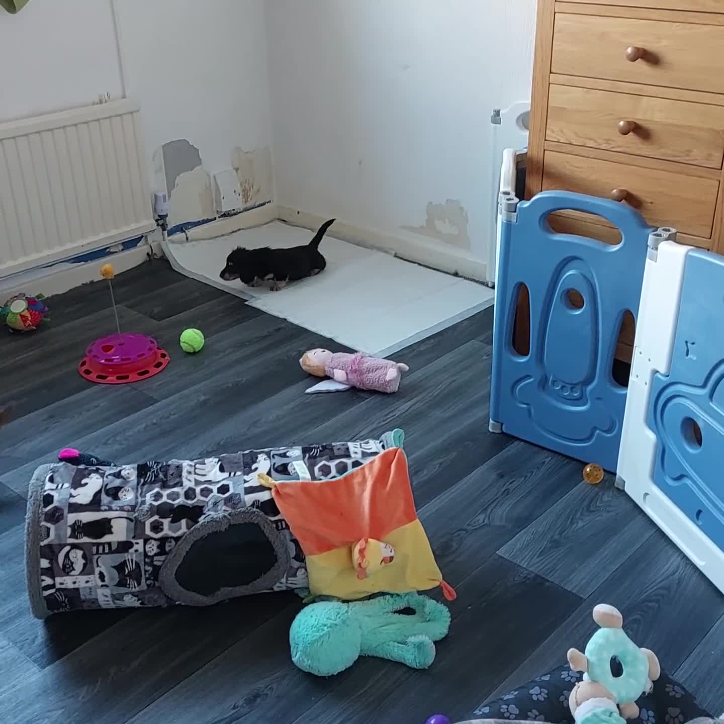 Miniature Dachshund dogs for sale: READY NOW BLACK & CREAM KC REG MINI L HAIRED DAXIS - Video 4