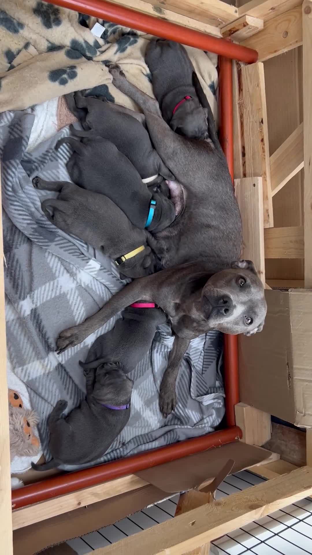 Staffordshire Bull Terrier dogs for sale: Champion Blue Staffordshire Bull Terrier Puppies - Video 1
