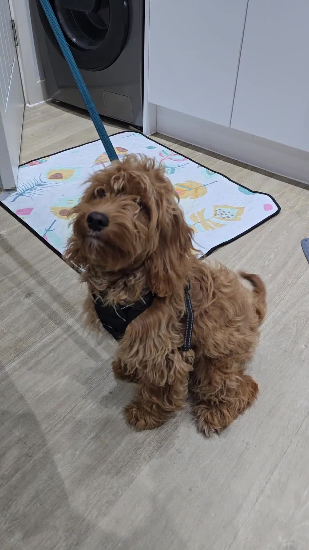 Cockapoo dogs for sale: Loveable Biscuit - Video 1