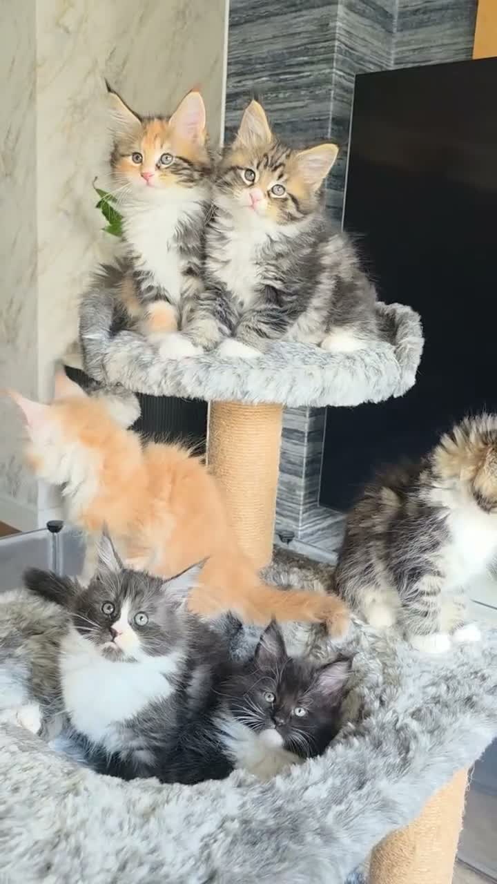 Maine Coon cats for sale: BEAUTIFUL MAIN COON KITTENS in Bolton - Video 1