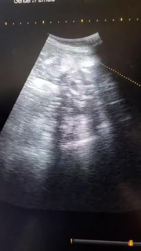 Goldador dogs for sale: Beautiful Goldador Pups  - Video 1