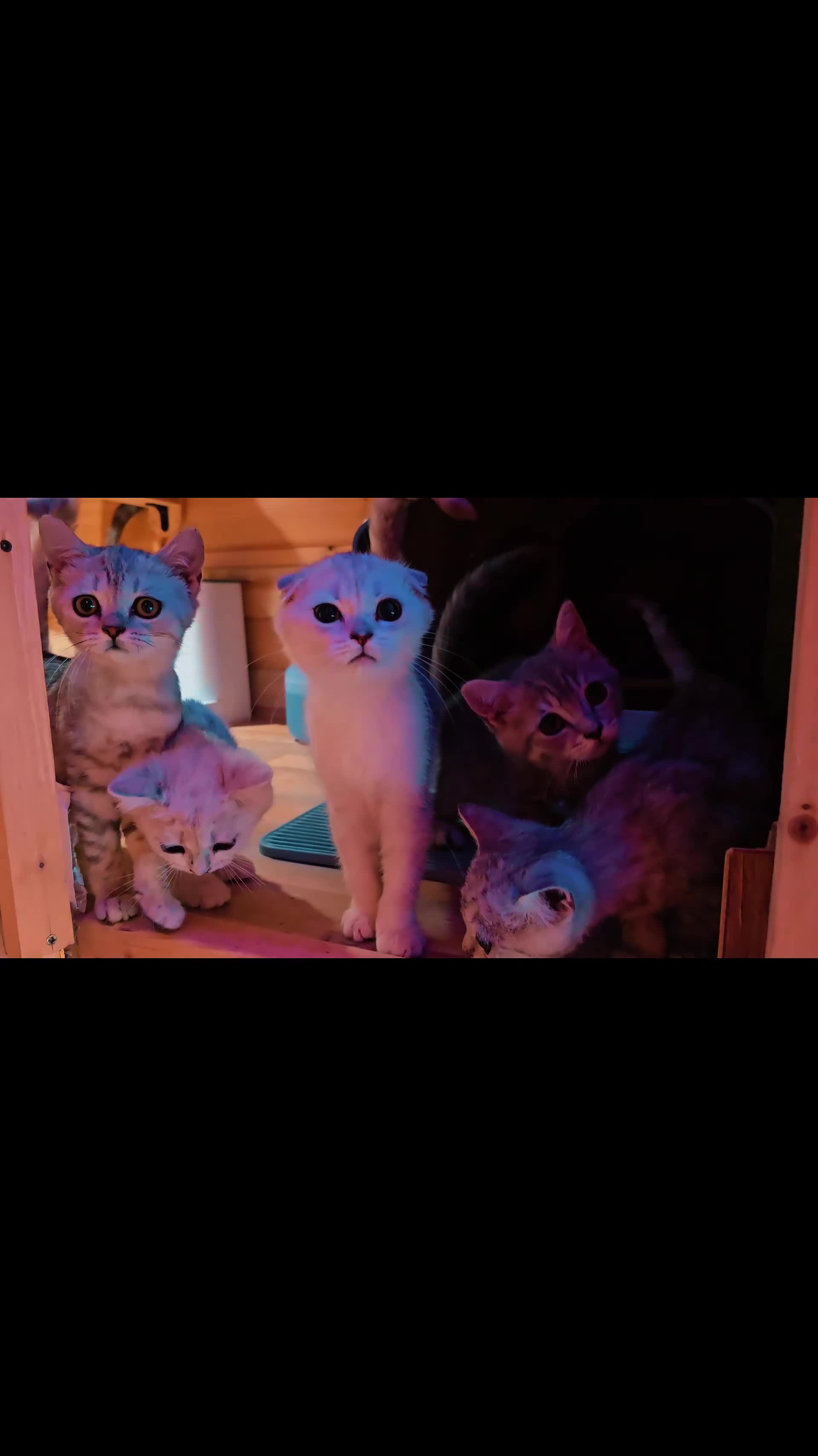 Scottish Fold cats for sale: 🐱 Scottish Fold & Scottish Straight Kittens - Video 1