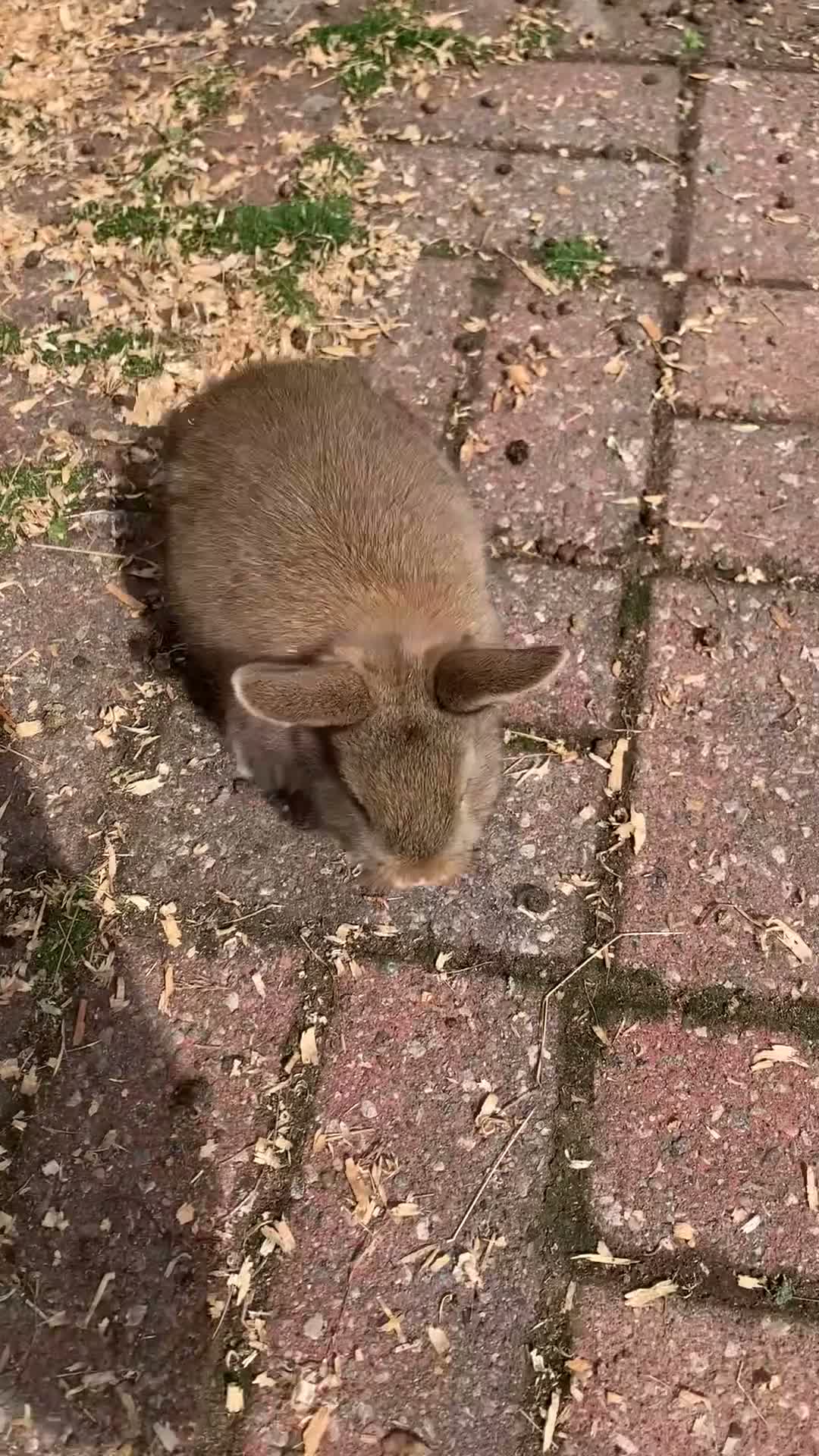 Netherland Dwarf rabbits for sale: Brown Netherland Dwarf Cross Rabbit  - Video 2