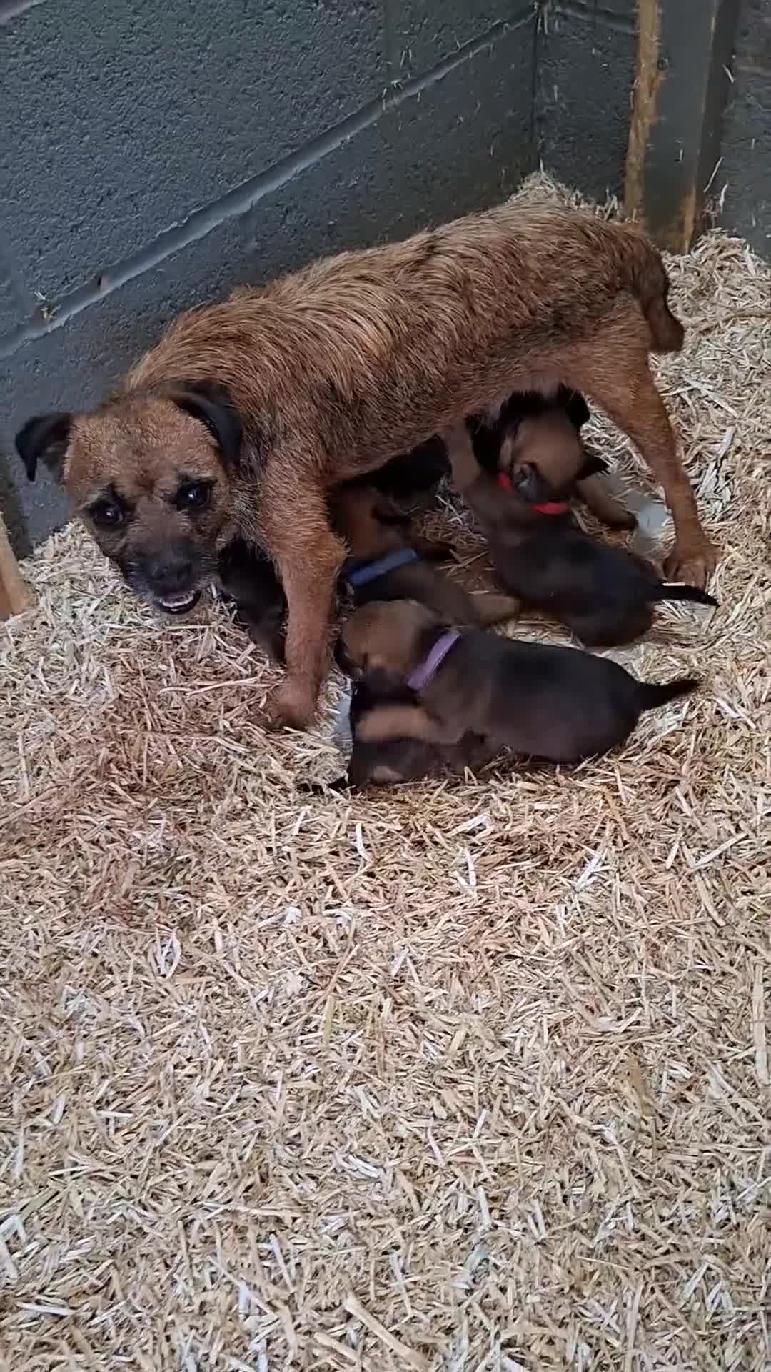 Border Terrier dogs for sale: KC REGISTERED BORDER TERRIERS SLEM CLEAR  - Video 2