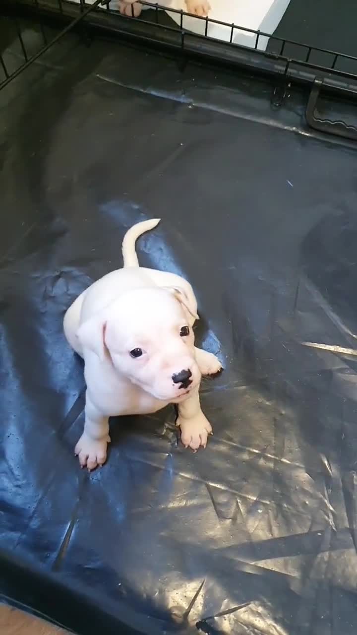 Mixed Breed dogs for sale: English/American Staffy Pups - Video 4
