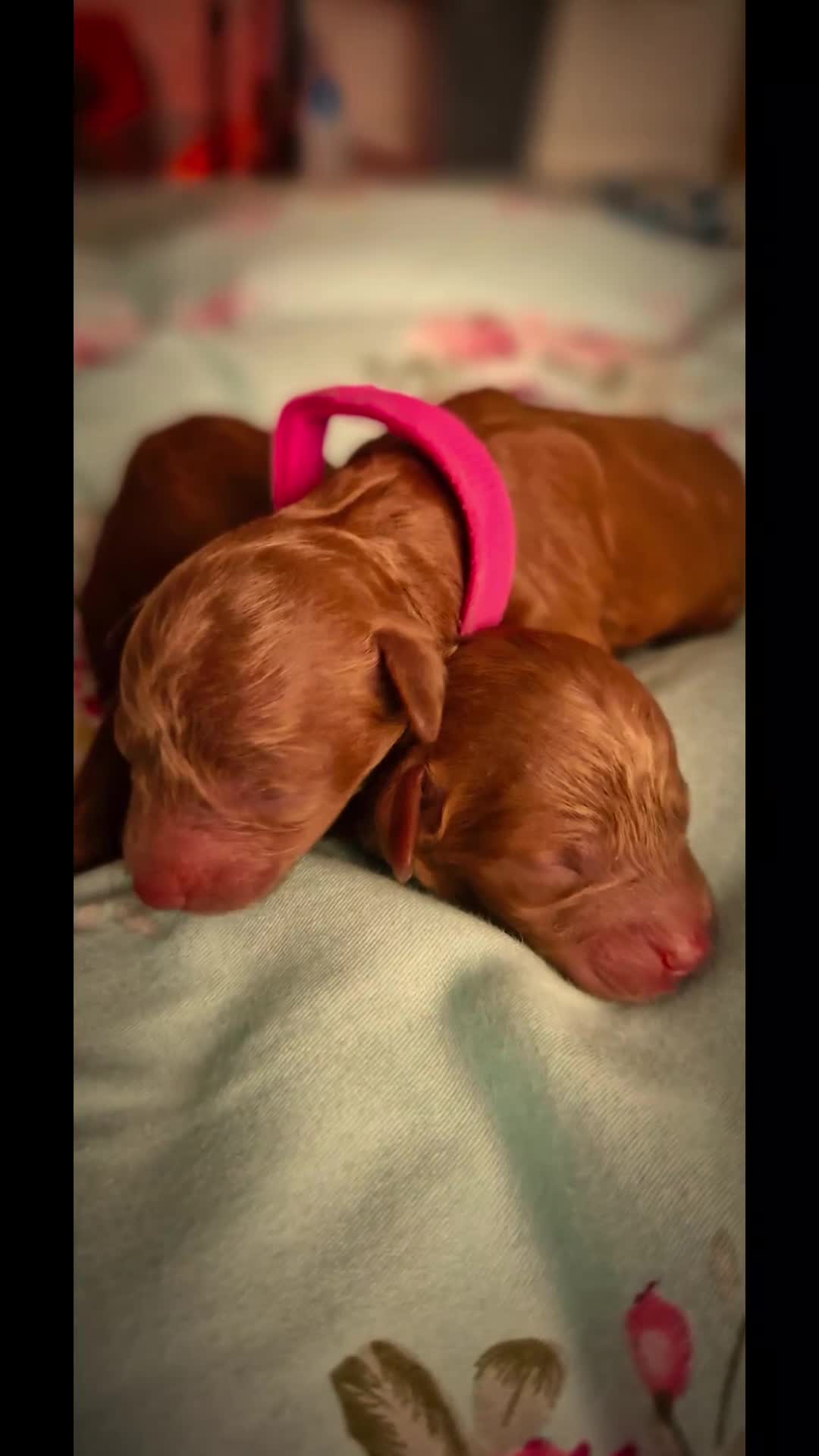 Toy Poodle dogs for sale: Red tiny Toy Poodles GIRLS  - Video 1