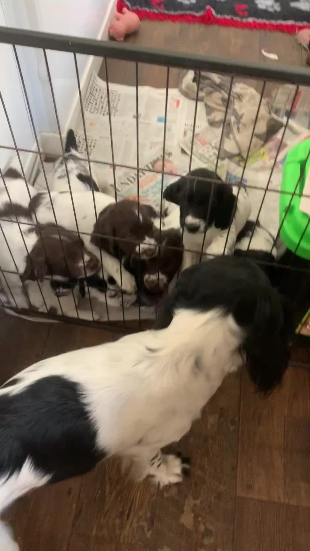 English Springer Spaniel dogs for sale: Springer pups - Video 1