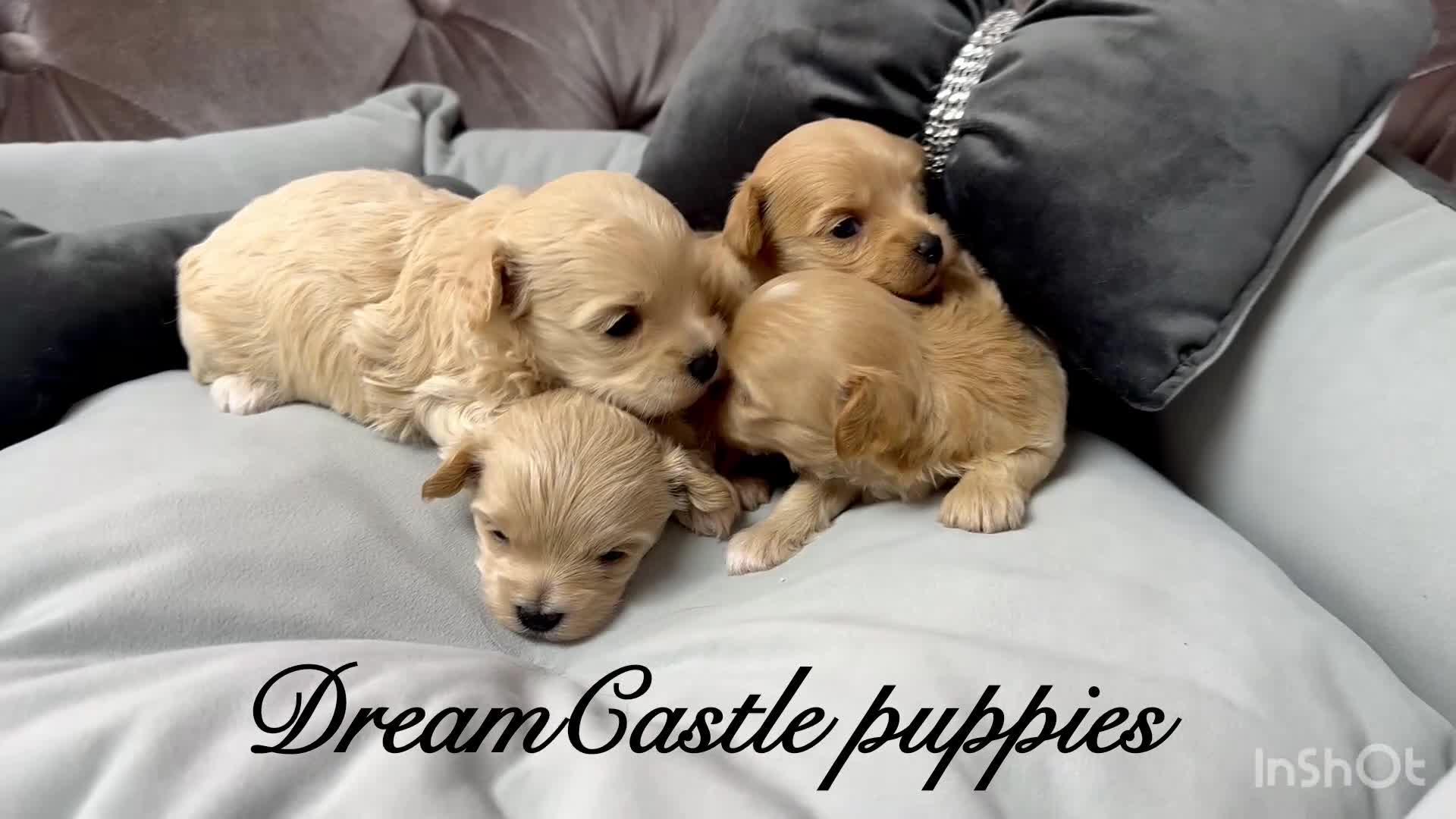 Maltipoo dogs for sale: Tiny maltipoo puppies Asian poodle dad  - Video 1