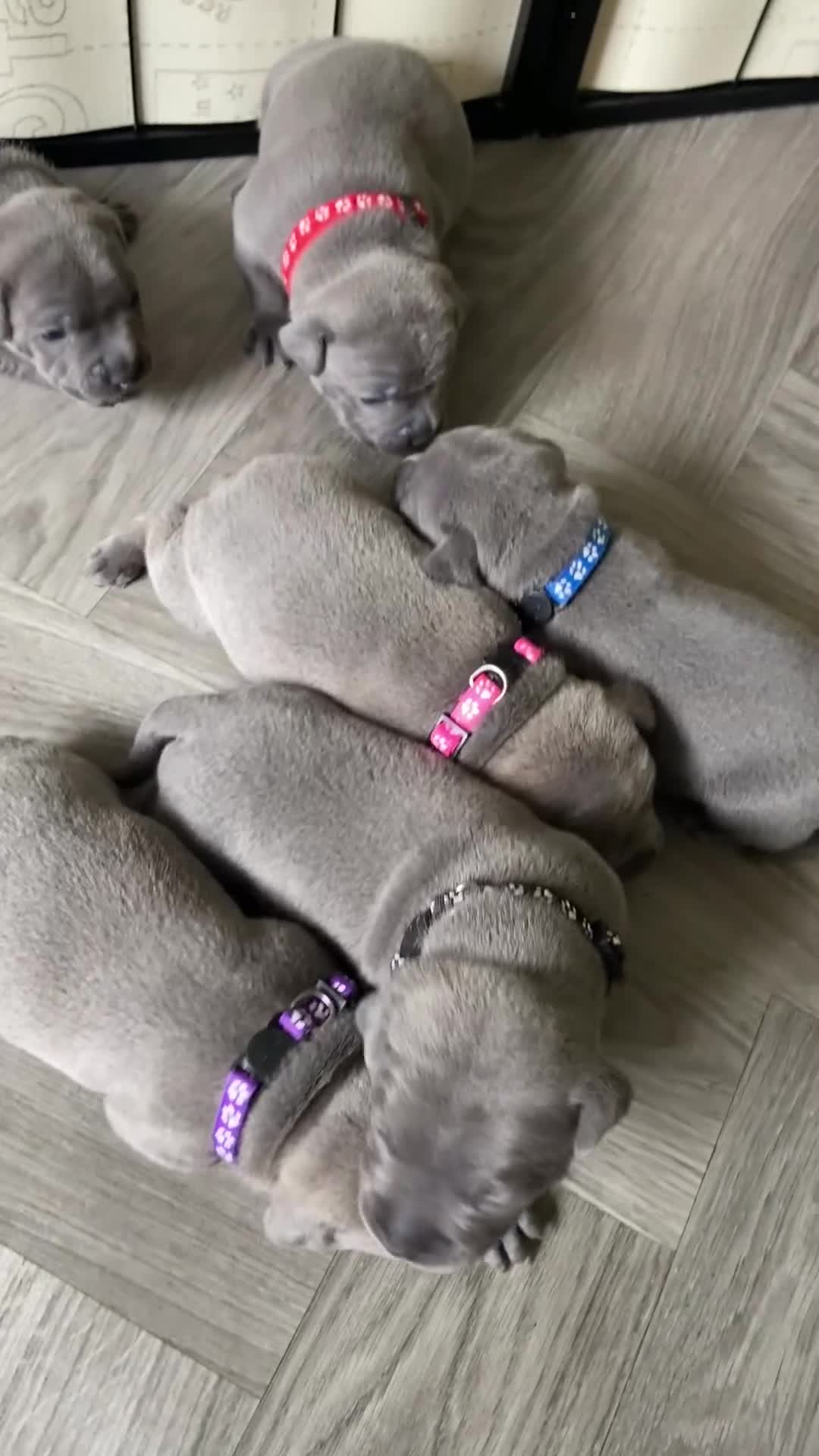 Staffordshire Bull Terrier dogs for sale: solid blues - Video 2