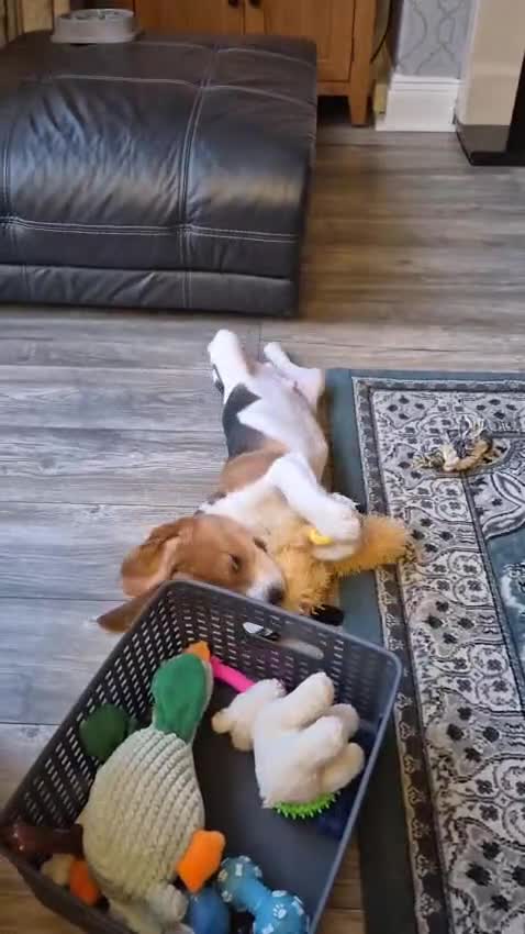 Beagle dogs for sale: Kc reg Charterwood /Davicard  Show winning    - Video 1