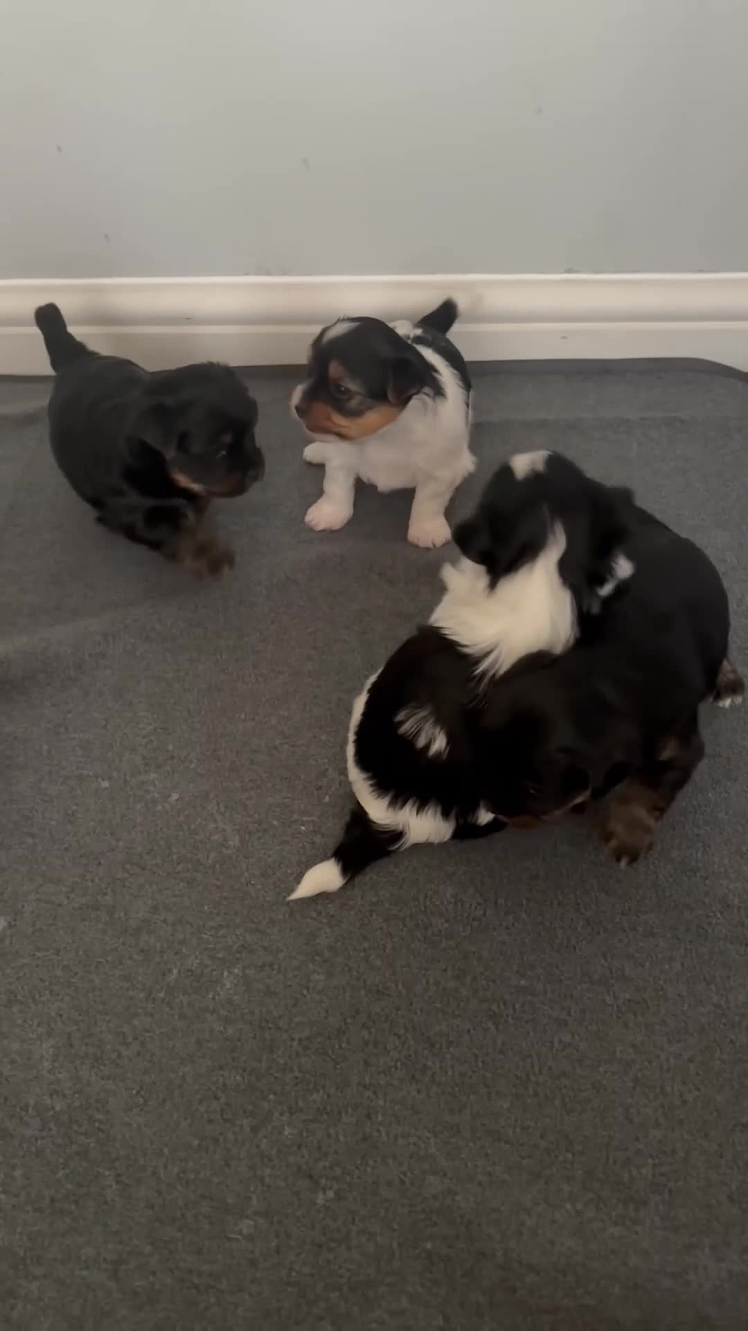 Yorkshire Terrier dogs for sale: Beautiful Yorkshire Terrier Puppies IHR Pedigree - Video 1