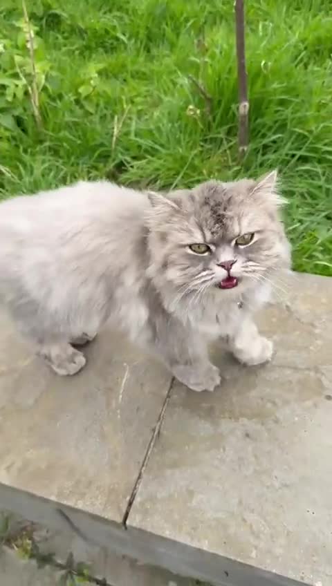 Persian cats for sale: Beautiful Persian Cat – Loving Home Needed - Video 1