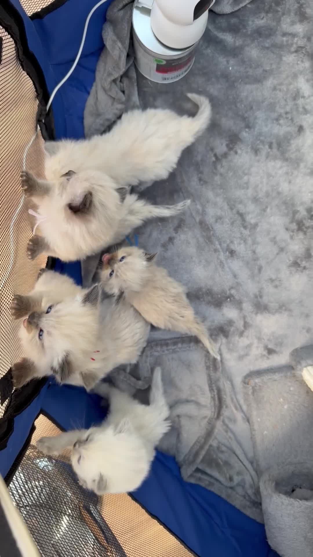 Ragdoll cats for sale: Beautiful balls of fluff  - Video 2