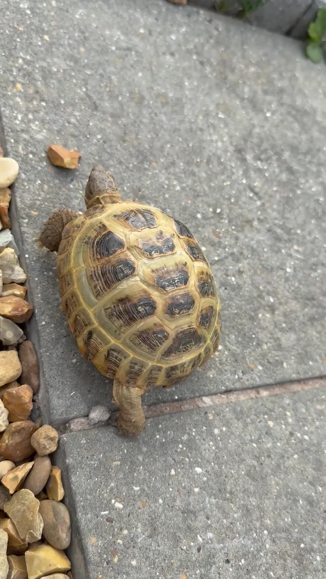 Tortoise reptiles for sale: Horsefield Russian Tortoise  - Video 5
