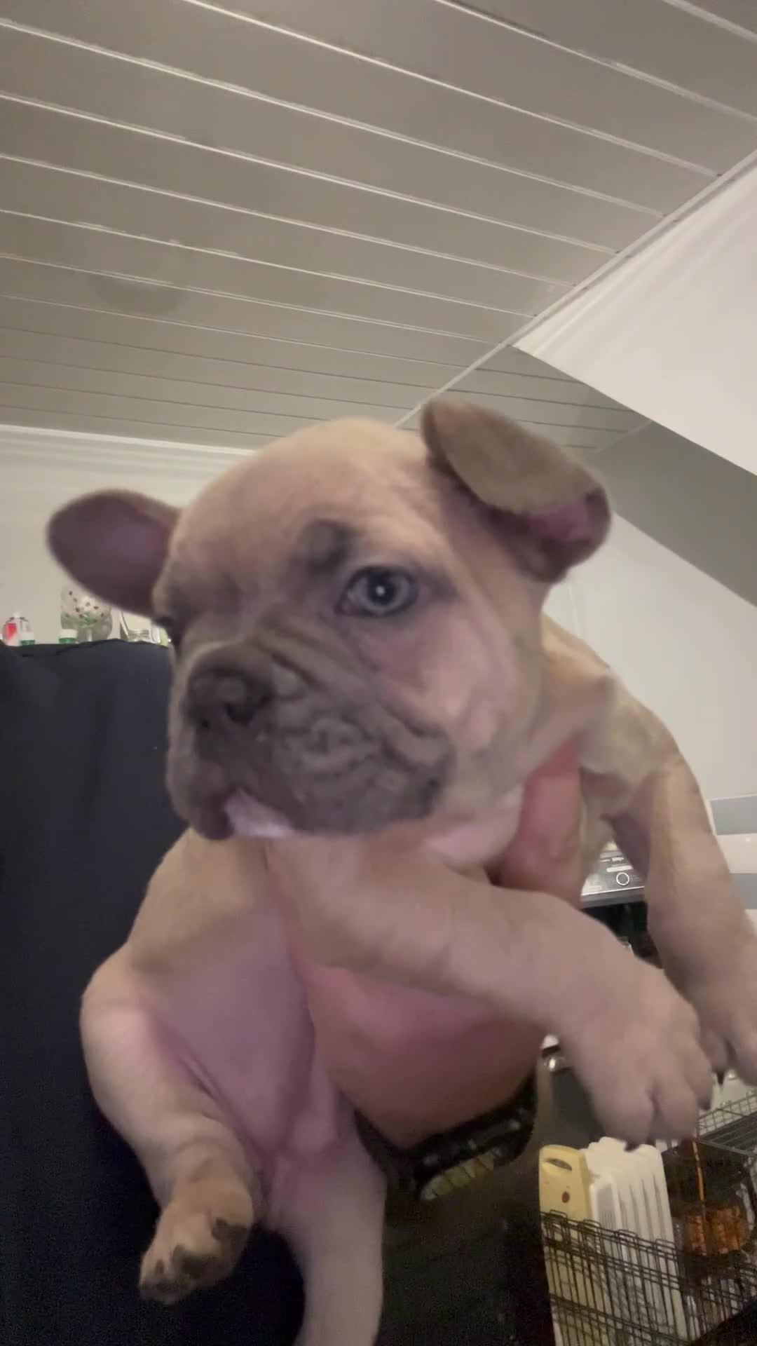 French Bulldog dogs for sale: *LAST ONE* Stunning French Bulldog Puppy - Video 1