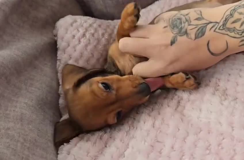 Miniature Dachshund dogs for sale: Beautiful puppy ready now - Video 1