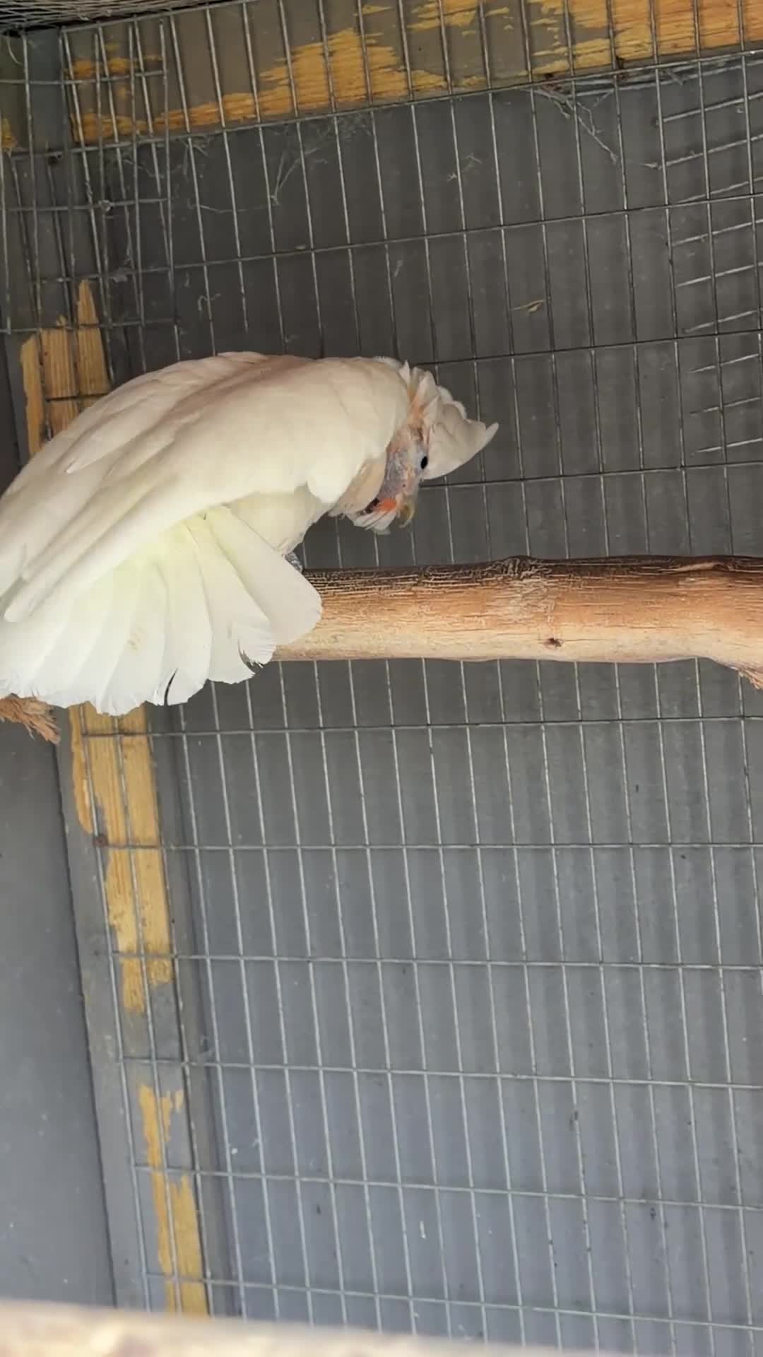 Cockatoo birds for sale: Male Ducorp cockatoo  - Video 1
