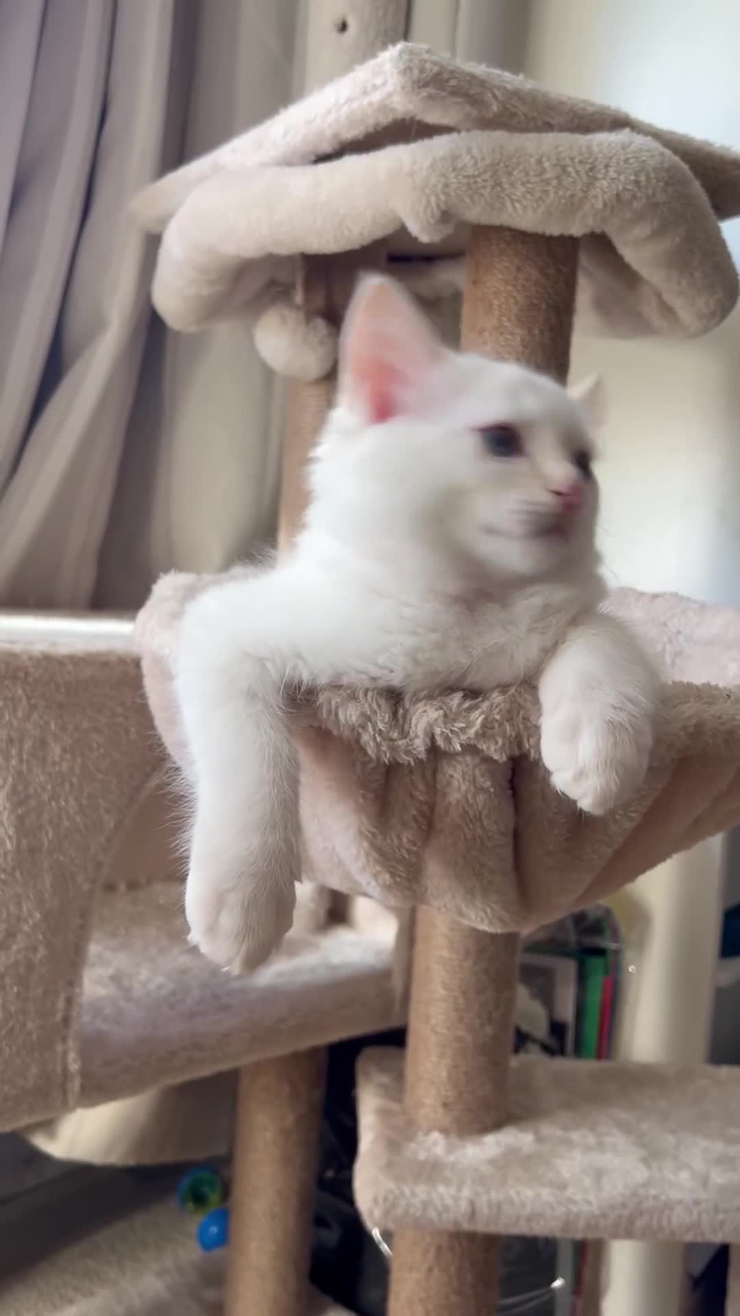 Ragdoll cats for sale: Stunning TICA reg Flame/Cream Boy - Video 1
