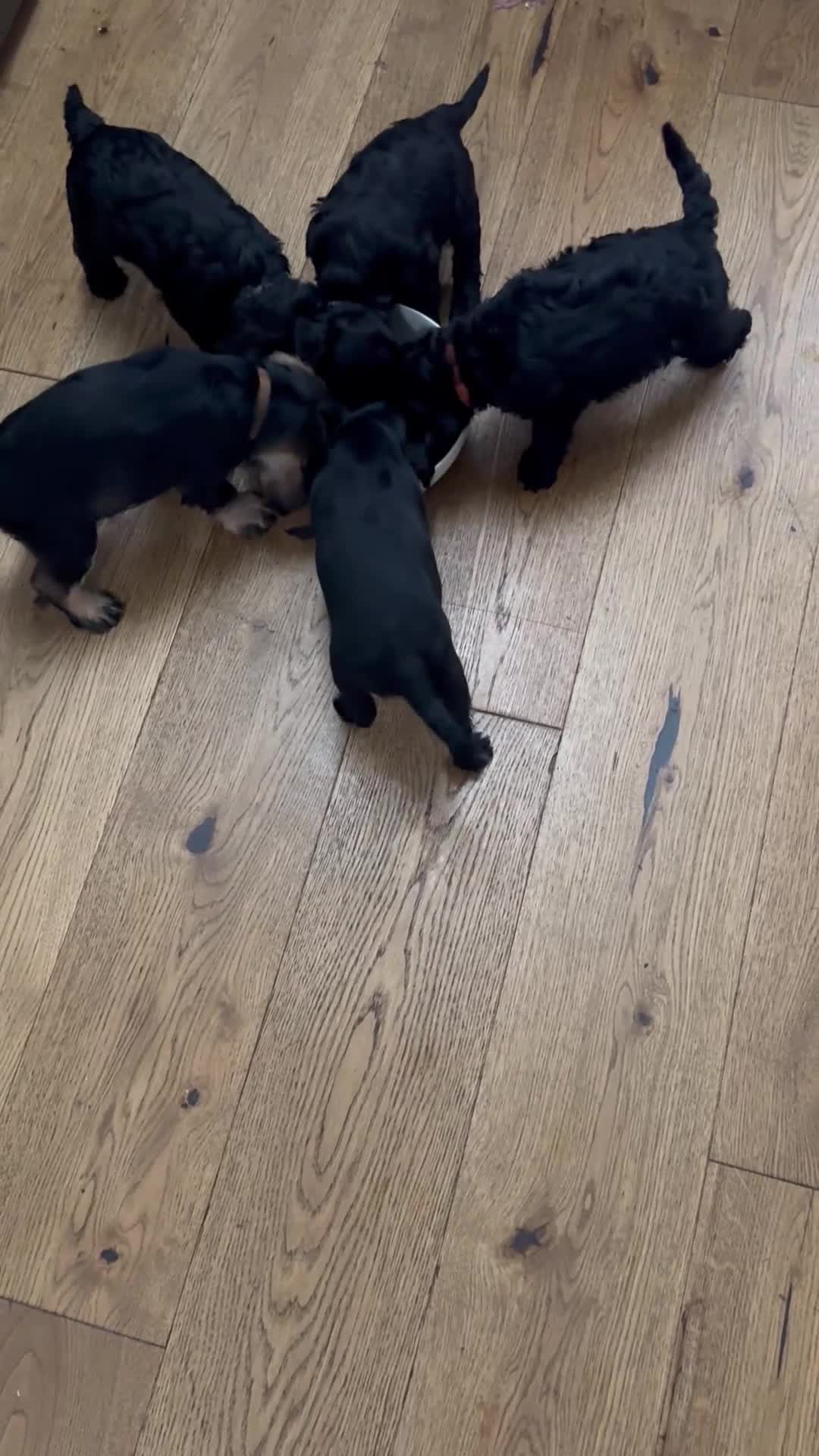 Mixed Breed dogs for sale: 🤎 Miniature Schnauzer X Cockapoo 🤎 - Video 2
