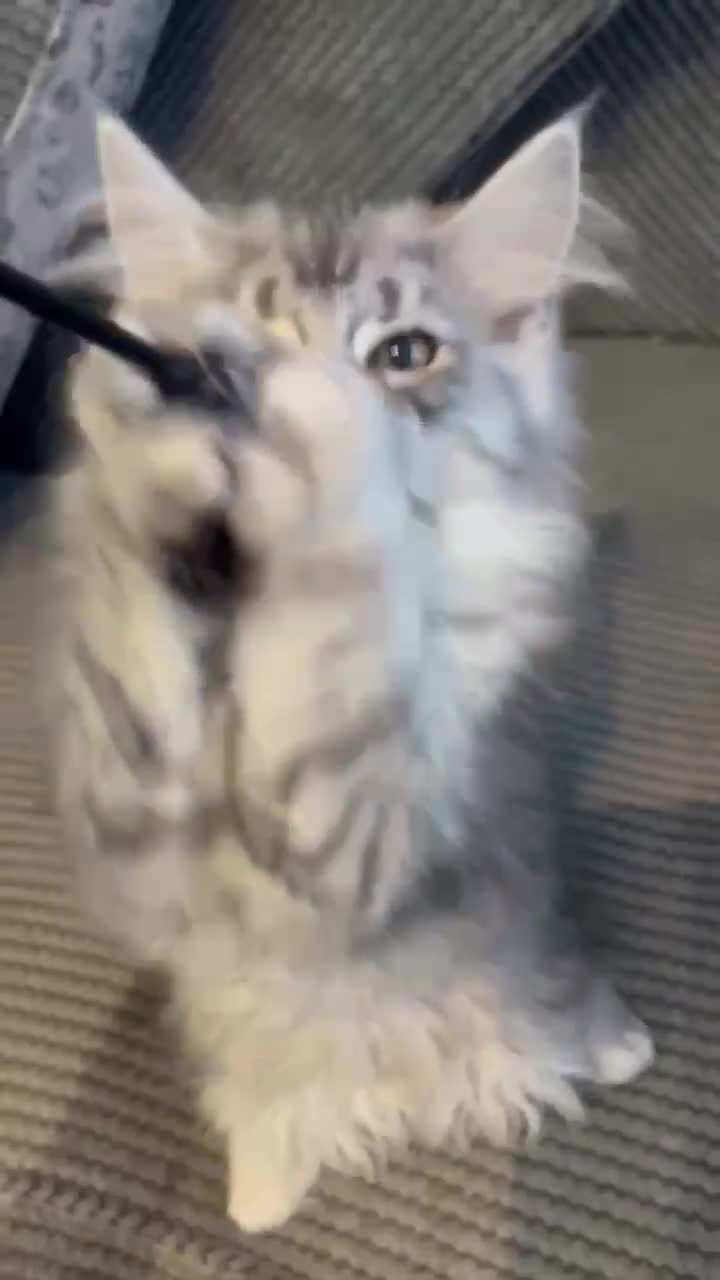 Maine Coon cats for sale: Main Coon kittens for sale - Video 1