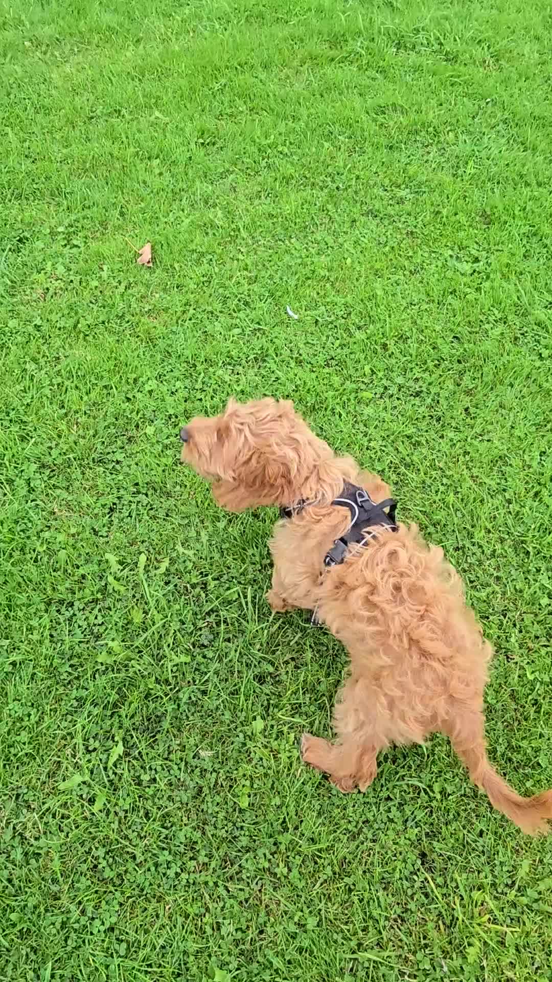 Cockapoo dogs for sale: Loveable Biscuit - Video 2