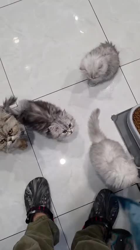 Persian cats for sale: Persian kittens  - Video 2