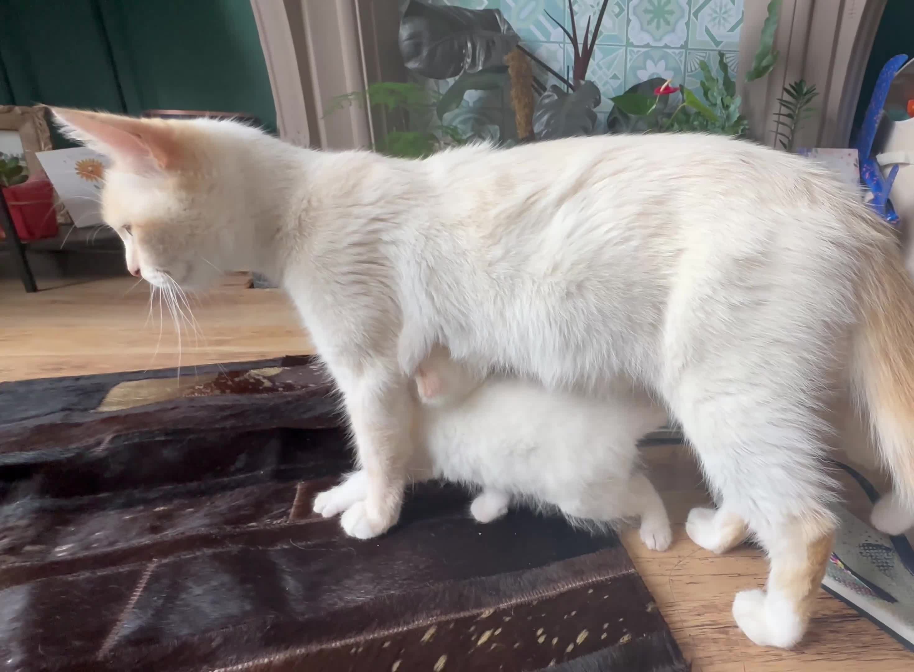 Ragdoll cats for sale: Red flame point Ragdoll - Video 2