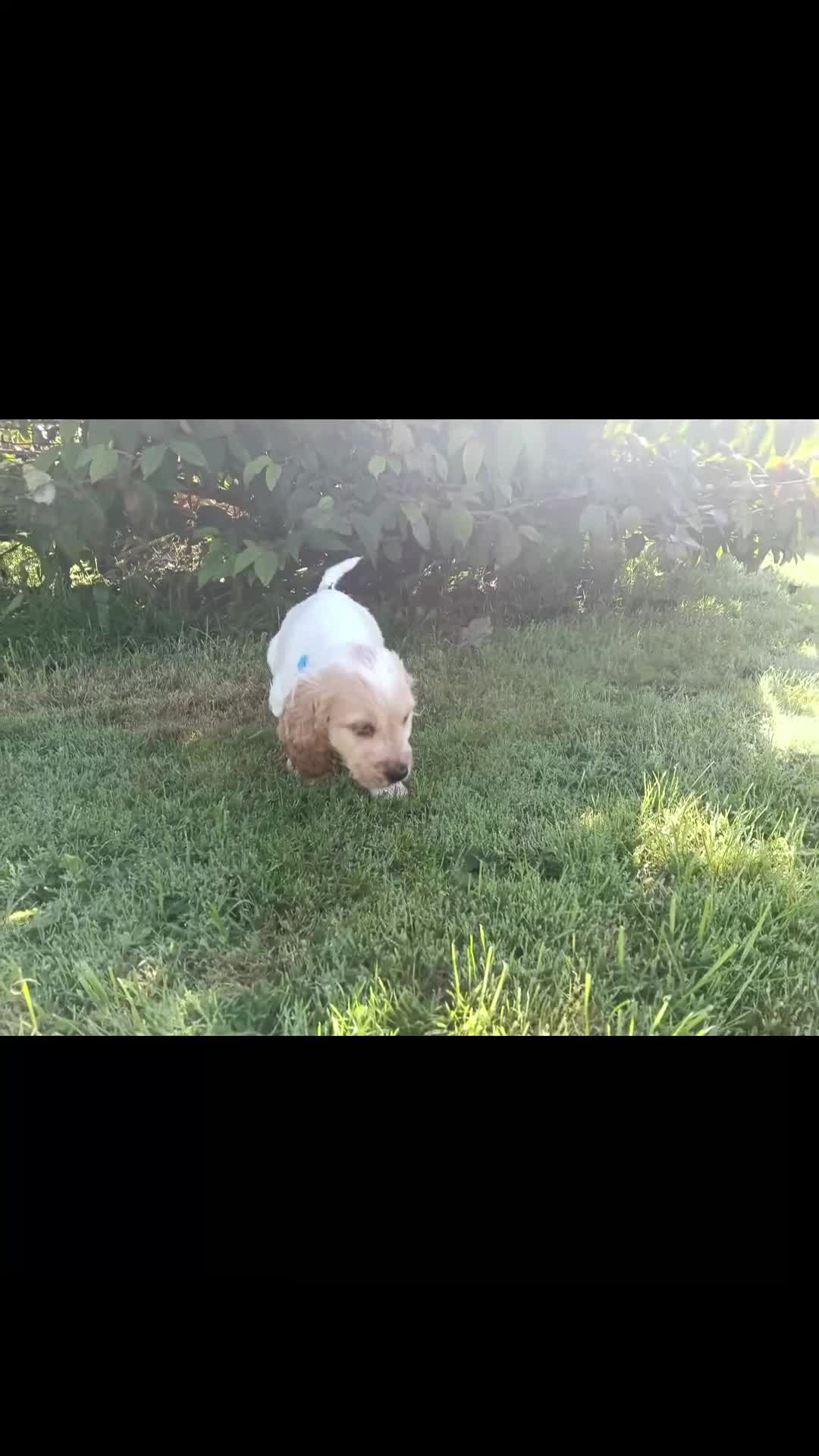 Cocker Spaniel dogs for sale: ❤️Adorable Quality Show Type Cocker Spaniels 🩵 - Video 2