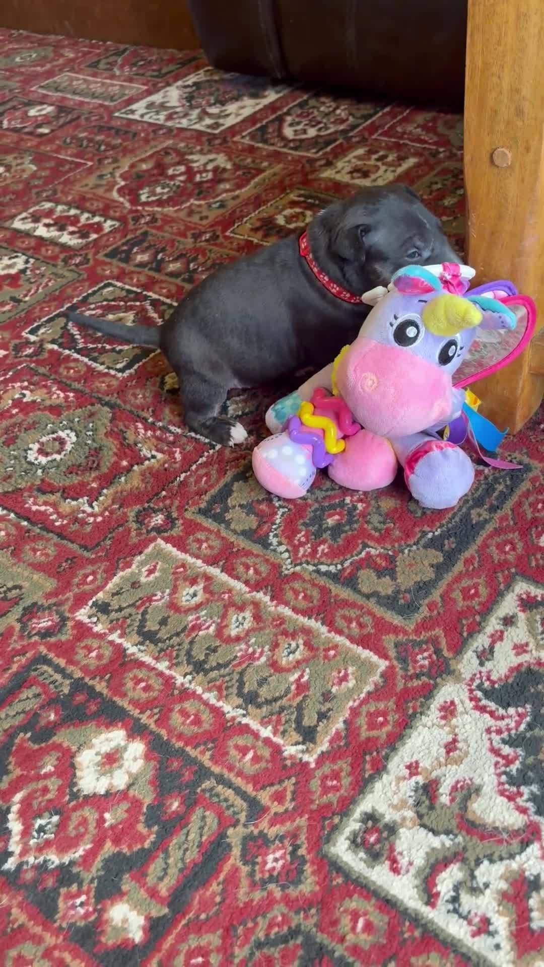Bull Terrier dogs for sale: Beautiful puppy looking for forever home  - Video 4