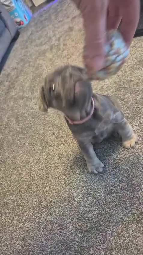 French Bulldog dogs for sale: French bulldog puppies  - Video 1