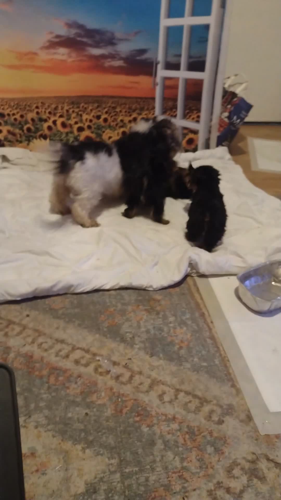 Yorkshire Terrier dogs for sale: Beautiful Yorkie puppies in London  - Video 1