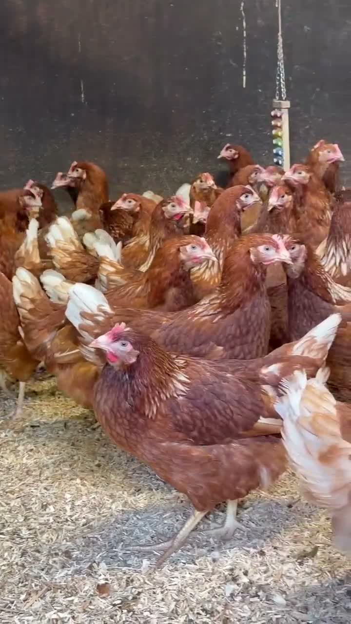 Chickens poultry for sale: Point of lay Warren Brown Hens  - Video 1