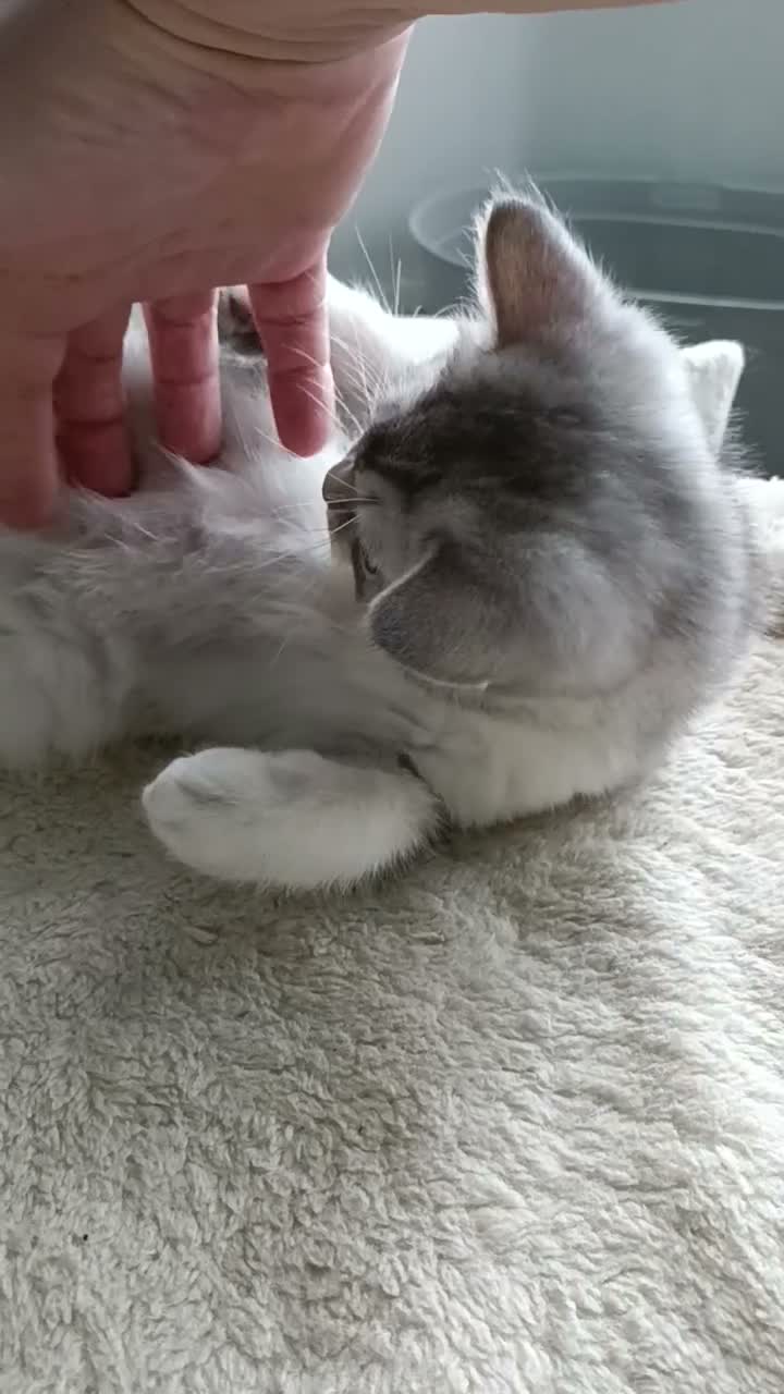 British Shorthair cats for sale: Sweet kitten  - Video 1