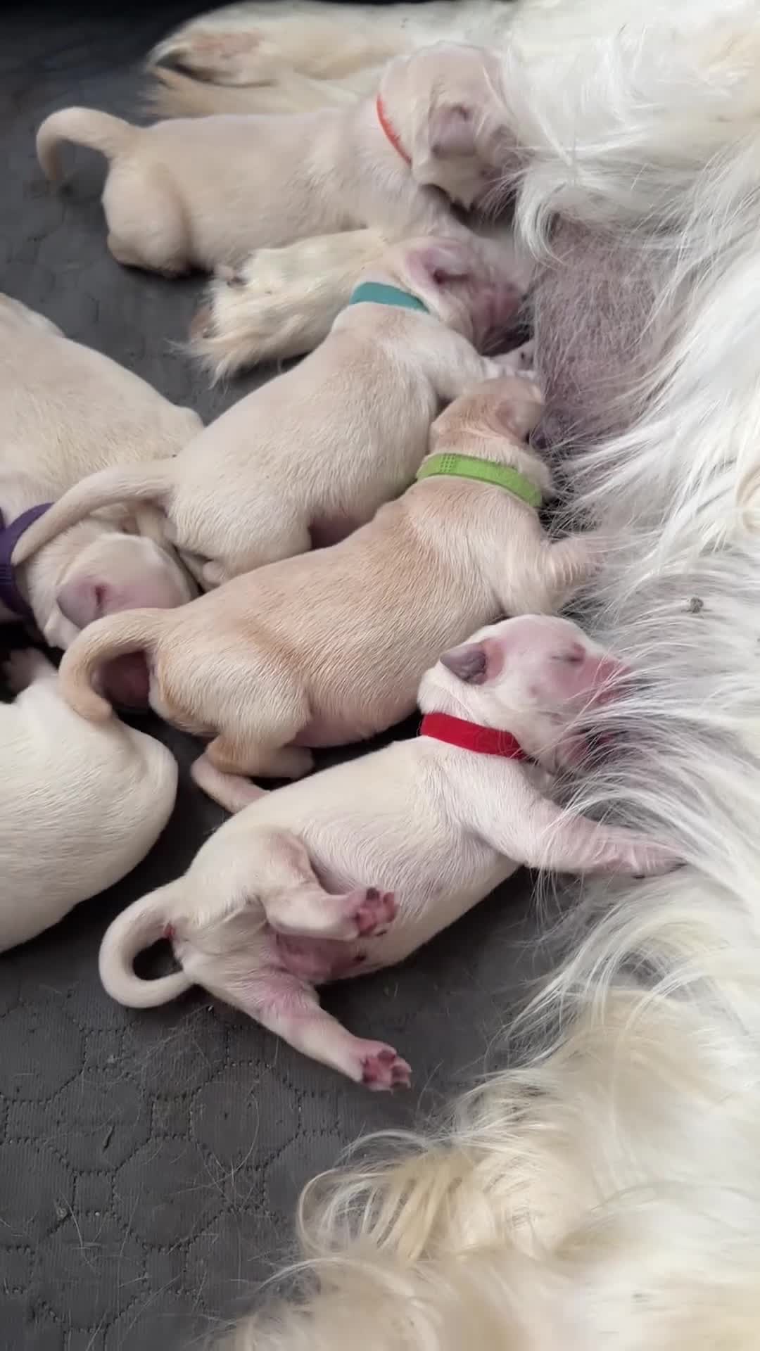 Golden Retriever dogs for sale:  KC Registered Golden Retriever puppies available  - Video 1