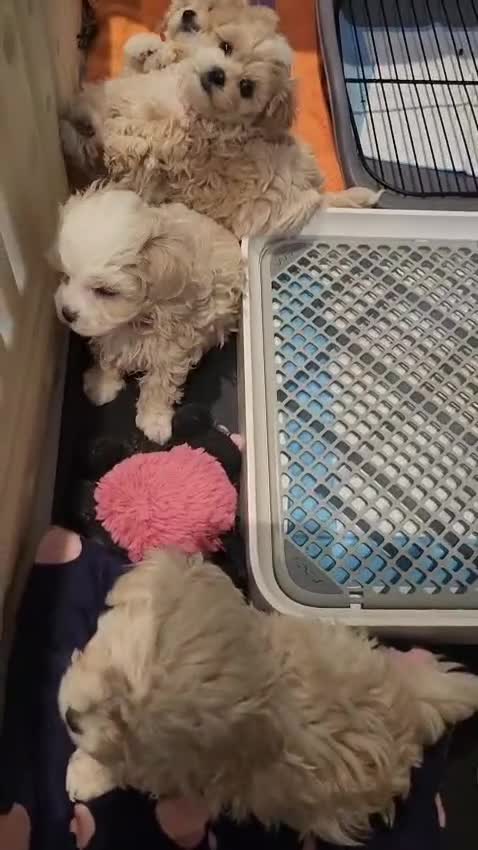 Maltipoo dogs for sale: Maltipoo F1, KC Parents Extensively DNA Clear   - Video 3