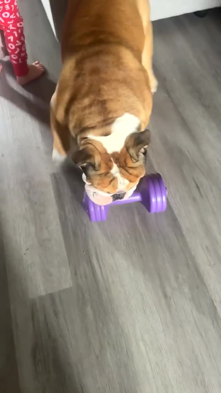 English Bulldog dogs for stud: BRONSON stunning English bulldog  in Canvey Island - Video 1