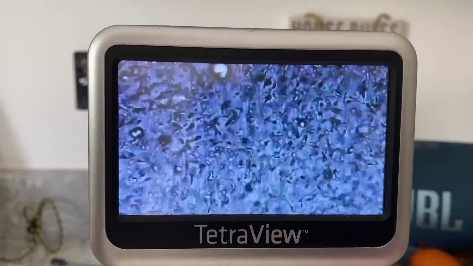 Rhodesian Ridgeback dogs for stud: Proven KC Reg Fully Health Tested RR for Stud in Bolton - Video 2