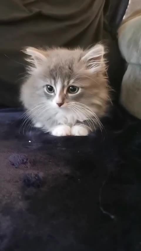Siberian cats for sale: Registered Siberian Calico kittens  - Video 3