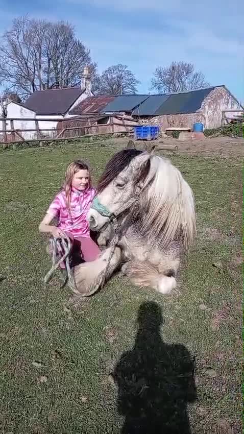 Irish Cob horses for sale: Dun and White confidence giving weightcarrier mare - Video 1