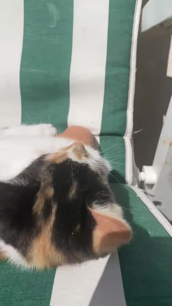 Mixed Breed cats for sale: One female kitten left💕 - Video 2