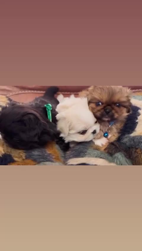 Pekingese dogs for sale: Pekingese puppy  - Video 2