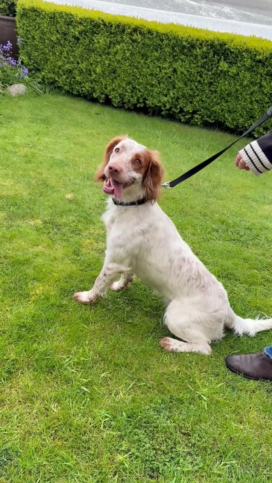 Sprocker dogs for sale: Honey – Sprocker Spaniel for Sale in Wigton - Video 1