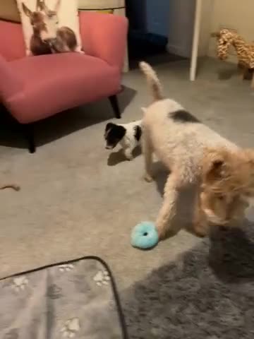 Fox Terrier dogs for sale: wire hair fox terrier puppies - Video 1