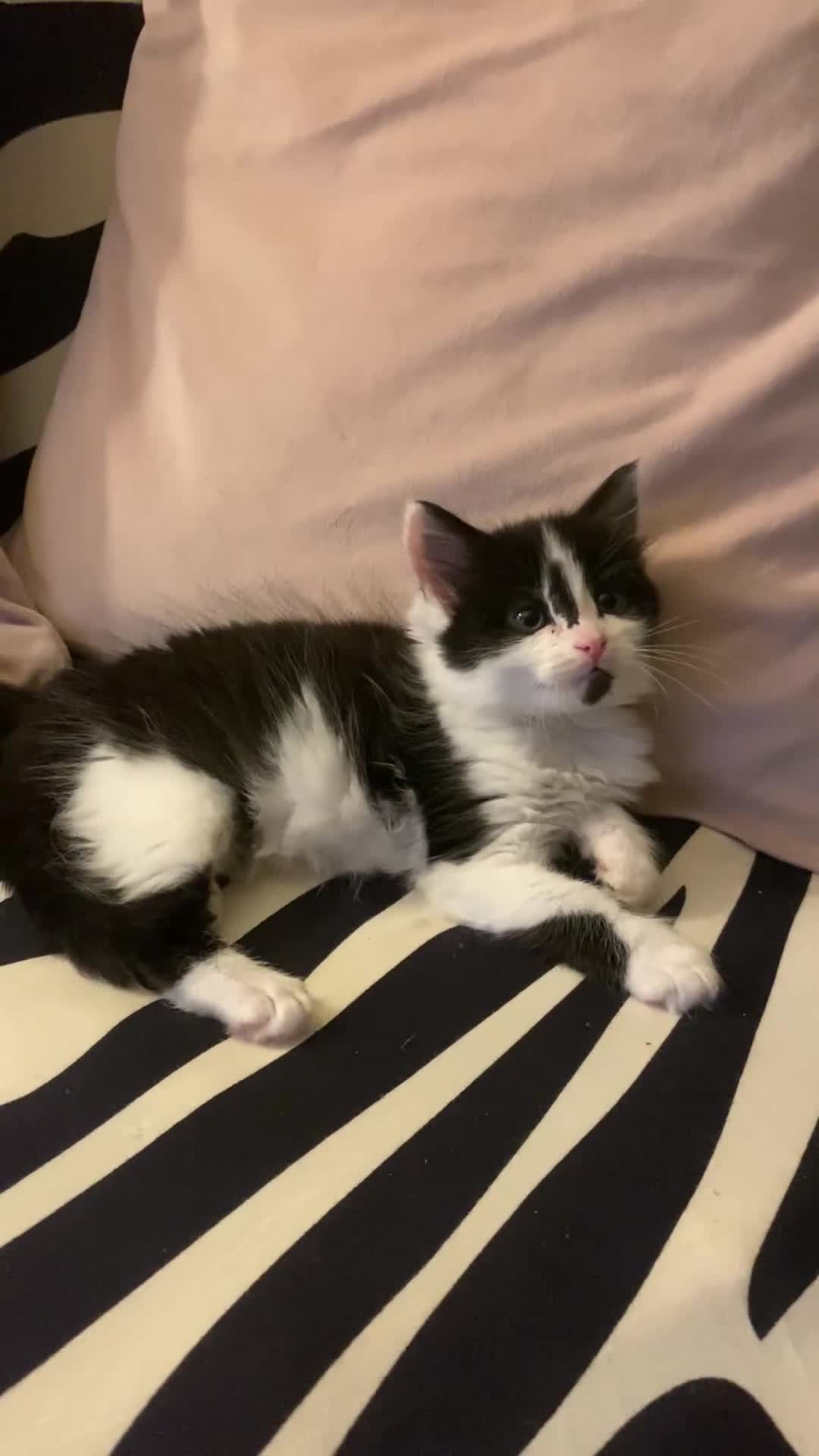 Mixed Breed cats for sale: Fluffy black and white girl - Video 4