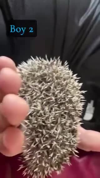 Pygmy Hedgehog rodents for sale: African Pygmy Hedgehog's (Ready to go!) (One left) - Video 1