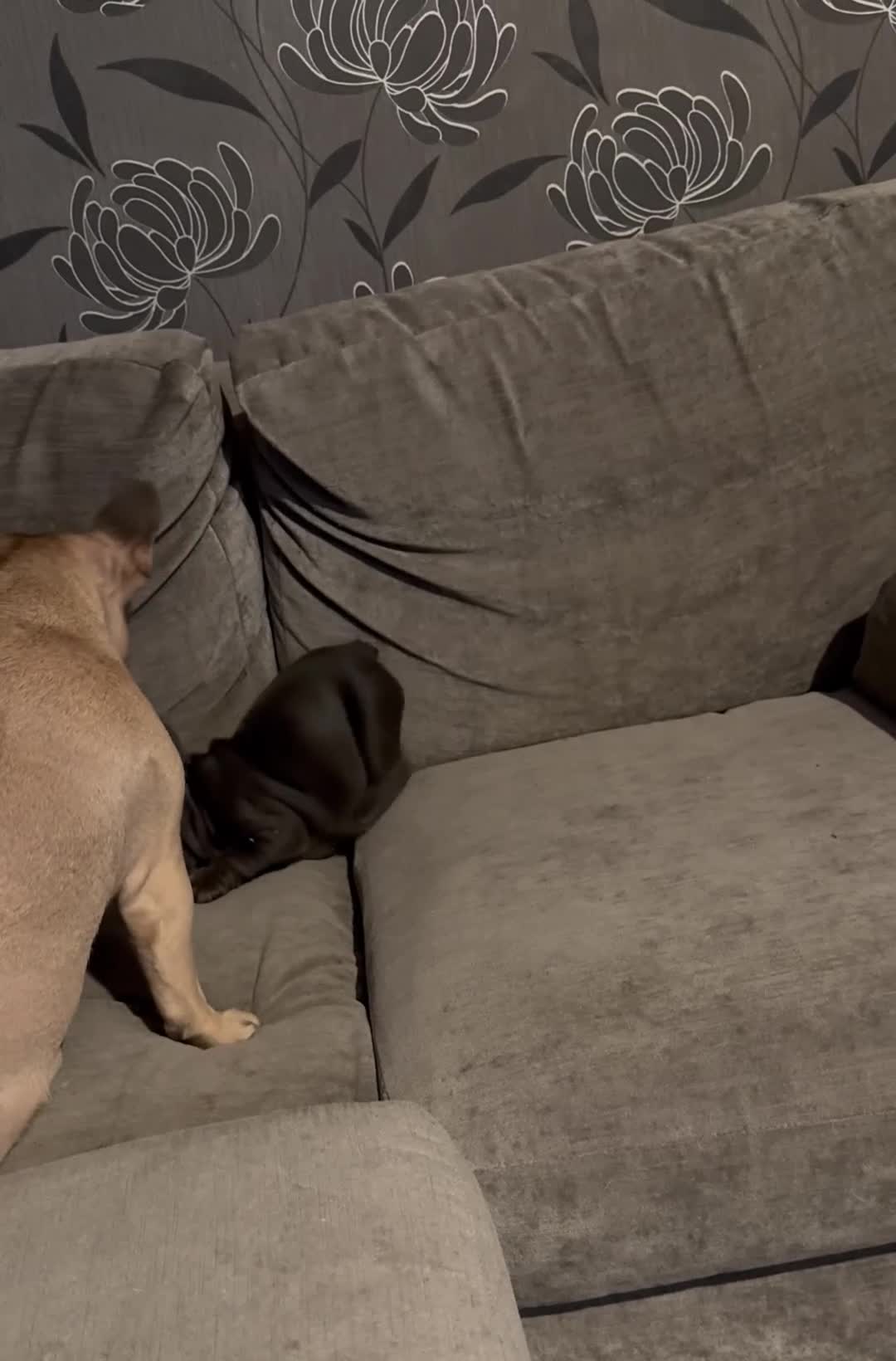 French Bulldog dogs for sale: Kc Registered French bulldog male last one in Leeds - Video 1