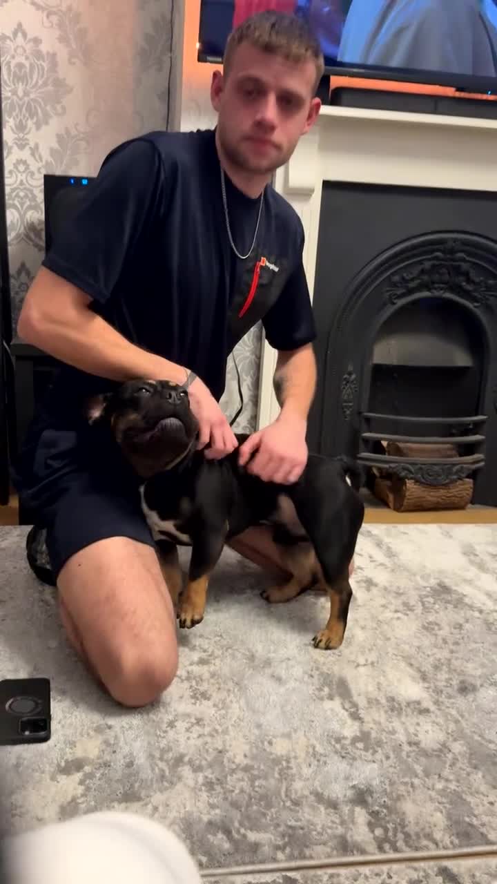 French Bulldog dogs for sale: French Bulldog - Video 1