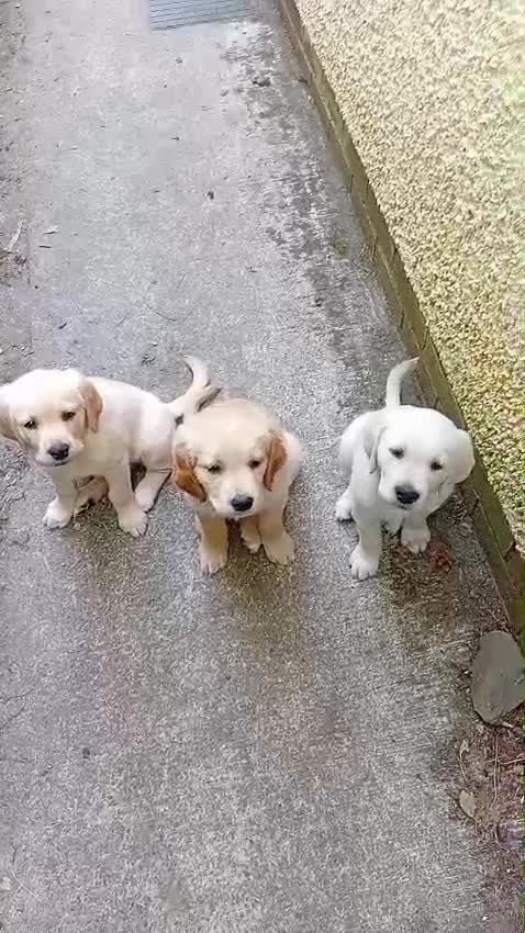 Labrador Retriever dogs for sale: Golden Lab Puppies in Carmarthen - Video 2
