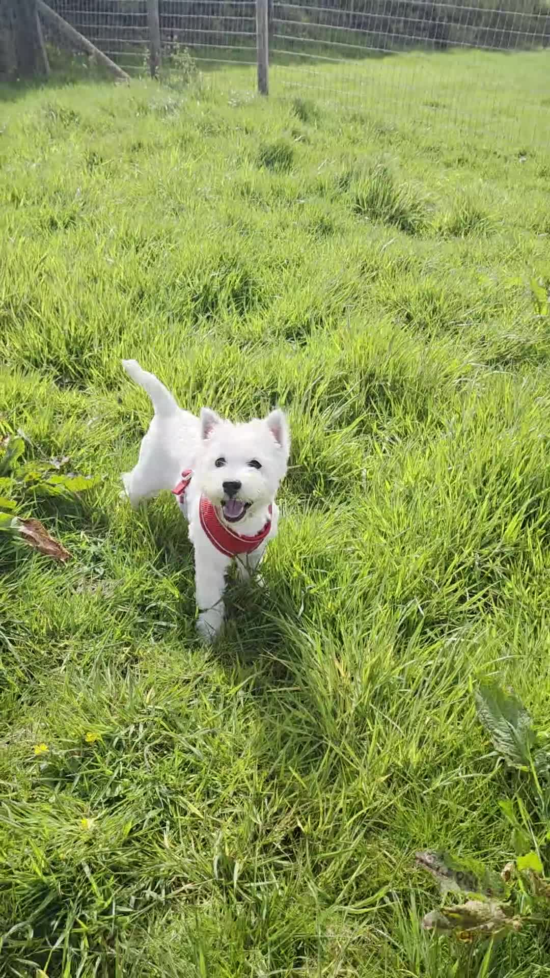 West Highland Terrier dogs for sale: K.C Registered Westie Girl - Video 1